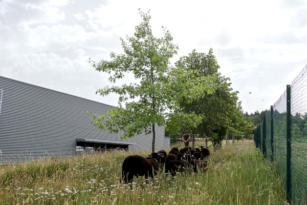 Les brebis noires du Velay, une race locale, entretiennent la prairie autour du site de distribution © Michel Taffin - Le Progrès